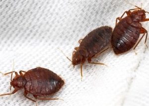 Jopestkil Kenya Top Best Specialist Bedbugs Control Services