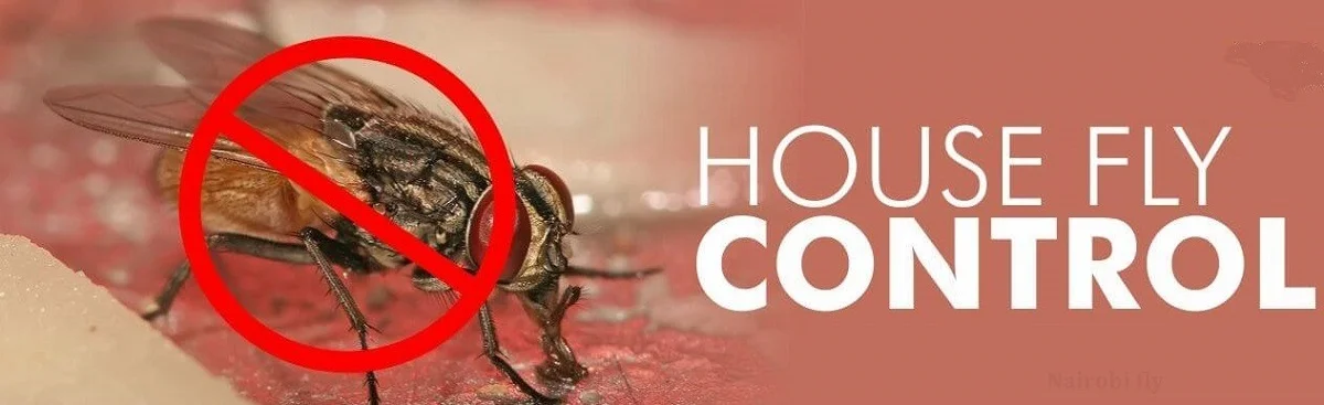 How to kill house flies - two easy ways to trap 'disease carriers' without  chemicals