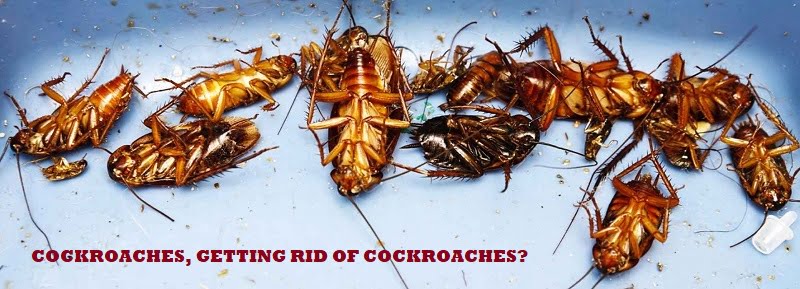 cockroaches, how to control cockroaches Nairobi Kenya. - Jopestkil ...