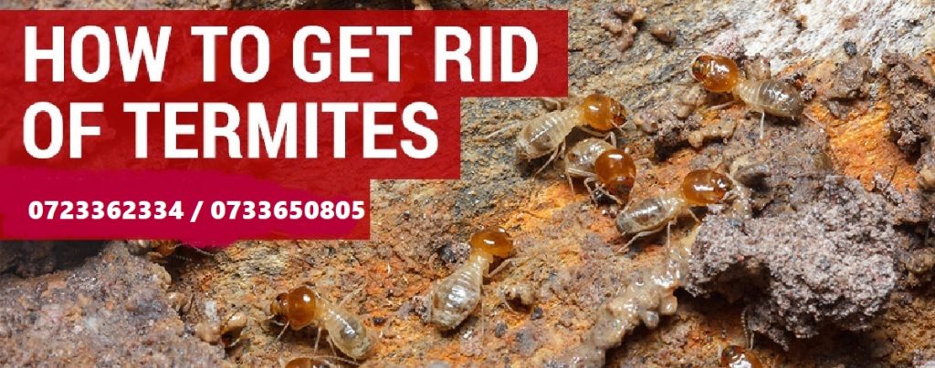 Jopestkil Kenya Best Methods & Ways To Get Rid Of Termites?