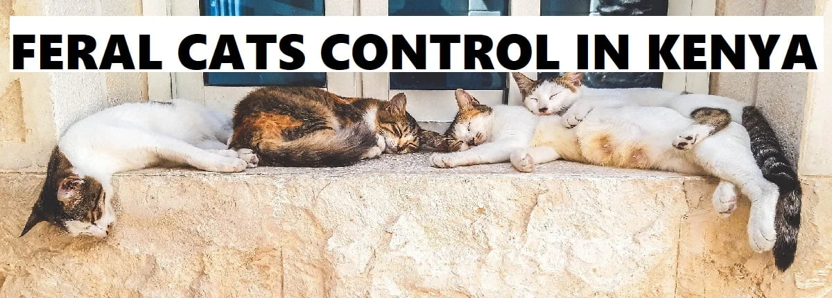 Best flea control outlet for feral cats