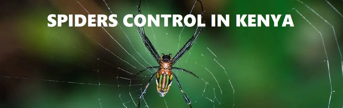 Barn Spider Identification, Habits & Behavior  Active Pest Control - Pest  Control and Exterminator Services