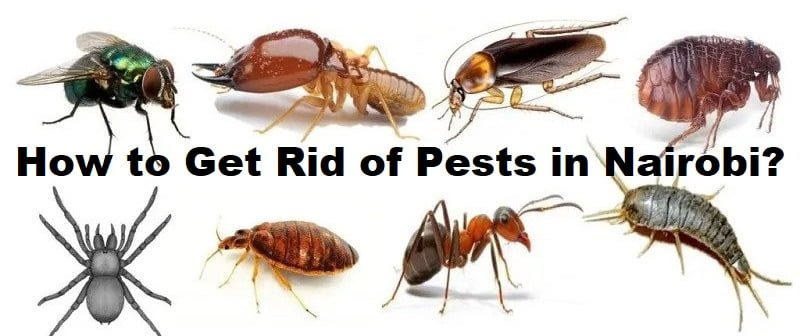 Nairobi & how to get rid of pests in Nairobi? - Jopestkil Kenya ...