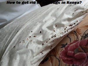 Jopestkil Kenya Best Ways & Methods To Get Rid Of Bedbugs?