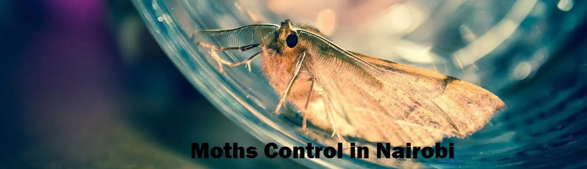 JOPESTKIL KENYA TOP BEST WAYS TO GET RID OF MOTHS