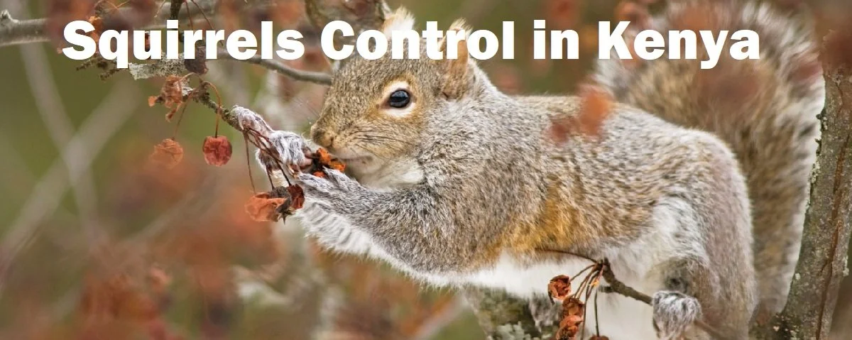 https://www.jopestkil.com/wp-content/uploads/2023/01/Squirrels-control-services-Kenya.jpg.webp